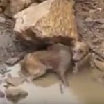 Sad Story of a street dog