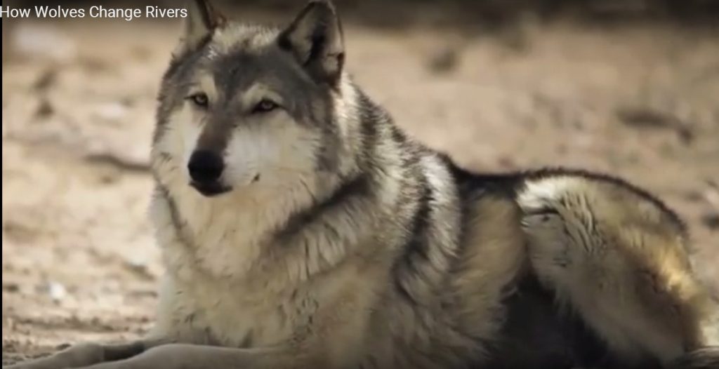 How wolves change rivers