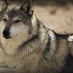 How wolves change rivers