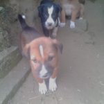 Tamed Puppy dogs