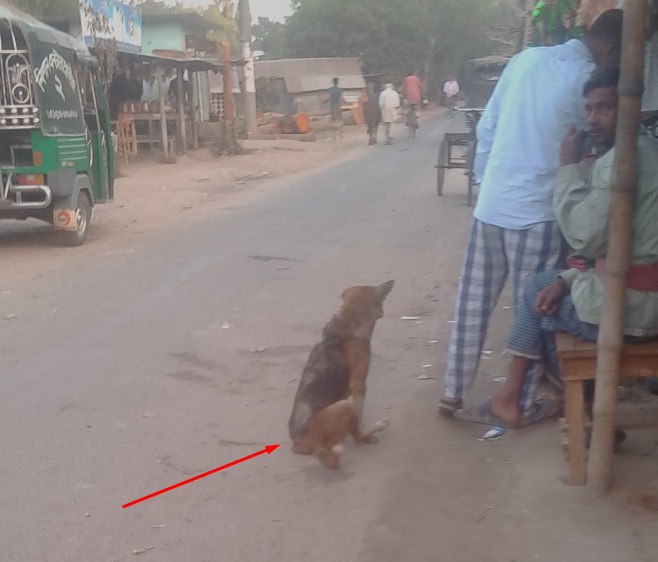 lame dog waits for food