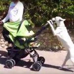 dog-acts-like-human