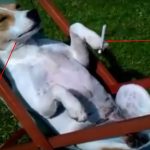 dog-acts-like-human1
