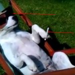 dog-acts-like-human2