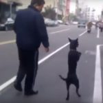 dog-acts-like-human3