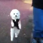 dog-acts-like-human4