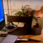 dog-acts-like-human5
