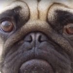 dog-story1