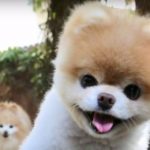 dog-story2