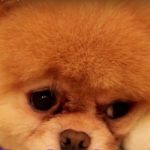 dog-story3