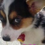 dog-story4