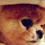 dog-story5