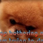 dog-story6