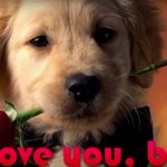 dog-story7