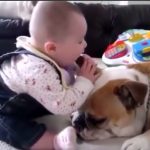 Eating ears of my dog
