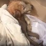 Sad story of a street dog