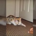 funny-cat