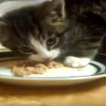 funny-cat-does-not-want-to-share-his-food