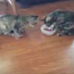 funny-cats-and-dog-shares-food2