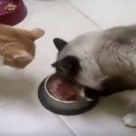 funny-cats-does-not
