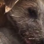Sad story of a street dog
