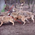 Wolfs attack