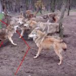 Wolfs attack
