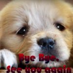 see-you-again
