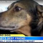 dog-saves-life