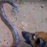 dog fights with snake