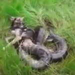 dog fights with snake