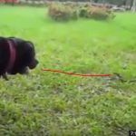 dog fights with snake