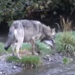 wolf eating salmon