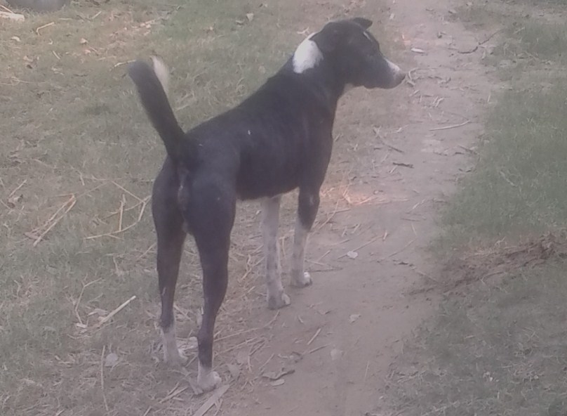 Shelter Dog Saves Man