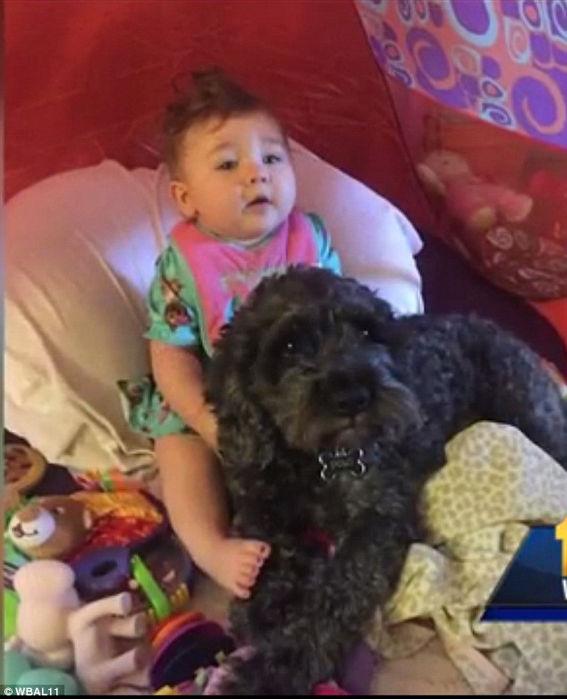 dogs saves life of a little girl