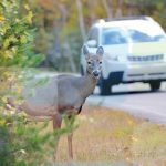 auto insurance for animal hit