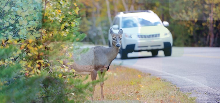 auto insurance for animal hit