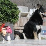 dog-stays-in-masters-grave