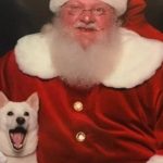 Dog loves Santa toy meets