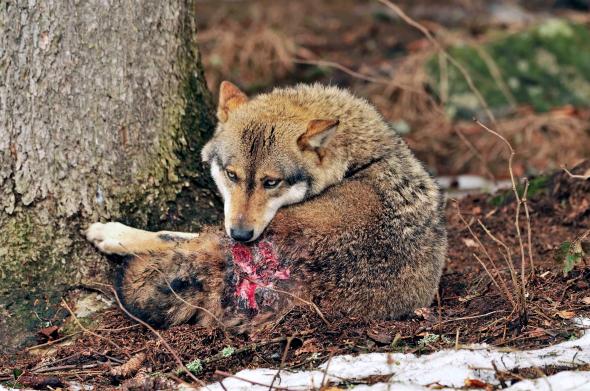 wolf licking