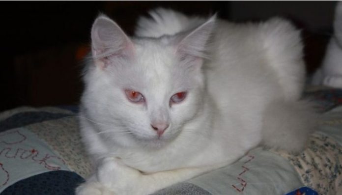 Albino Cat