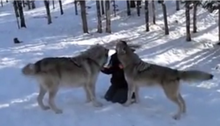 GIANT Wolf Plops Down Beside Her