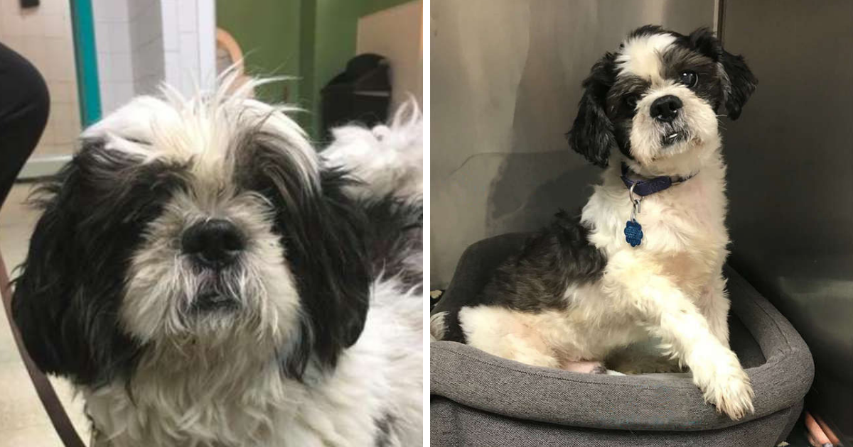Old Dog Returned To Shelter For The Most Absurd Reason | Animal