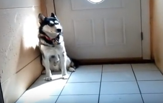 Siberian Husky Crying