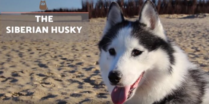 information Siberian husky