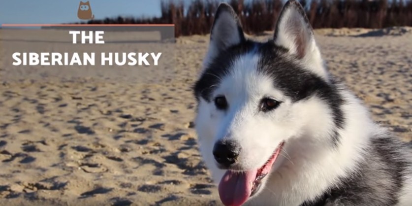 information Siberian husky