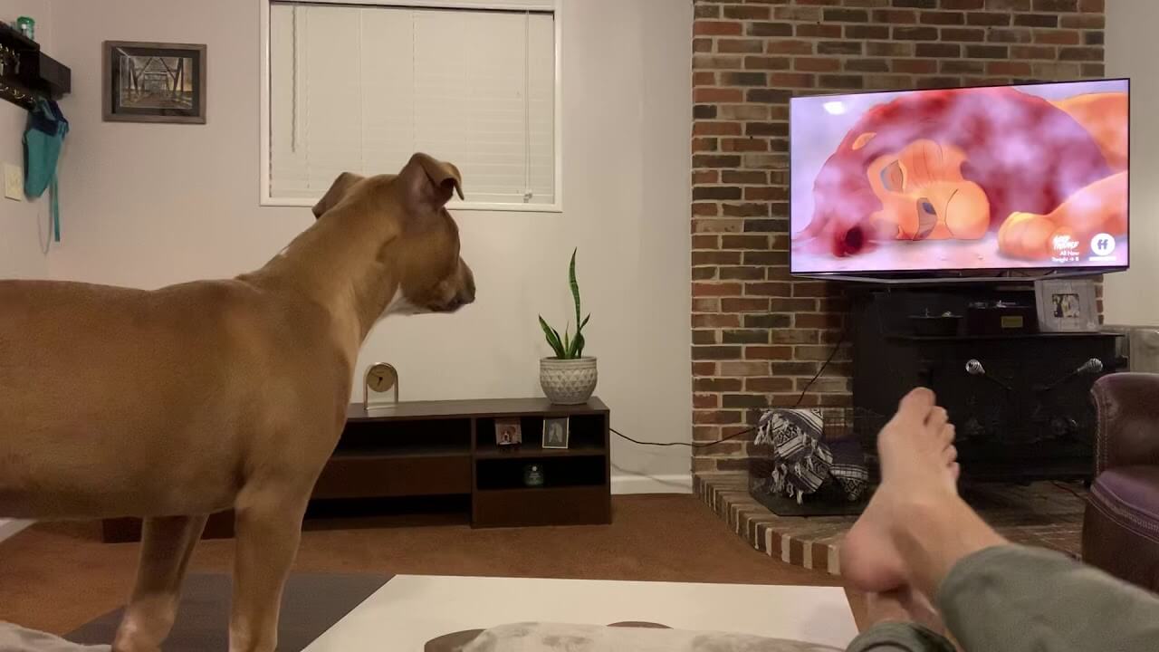 Dog Watches