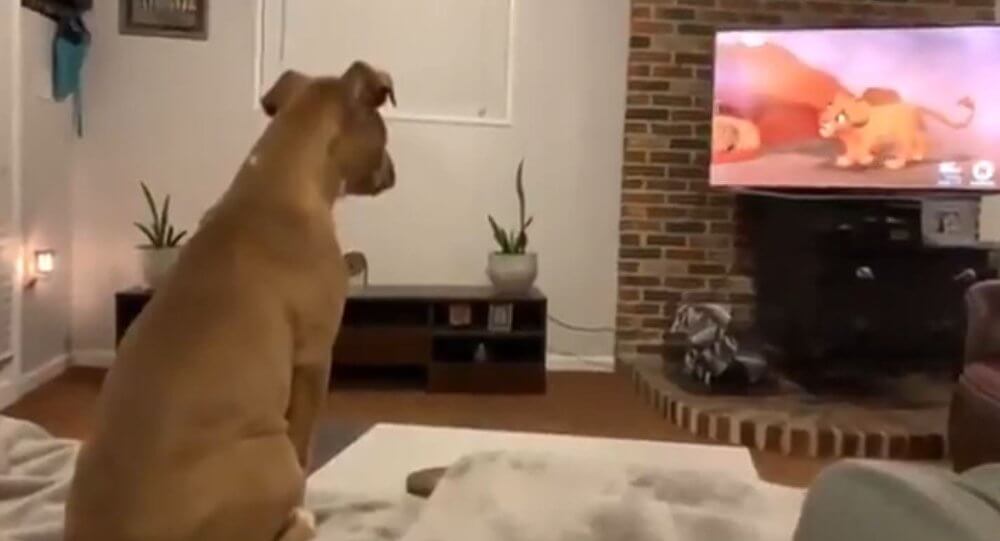 Dog Watches