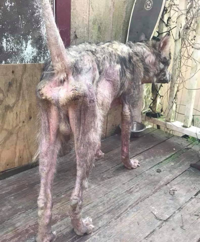 neglected dog recovery