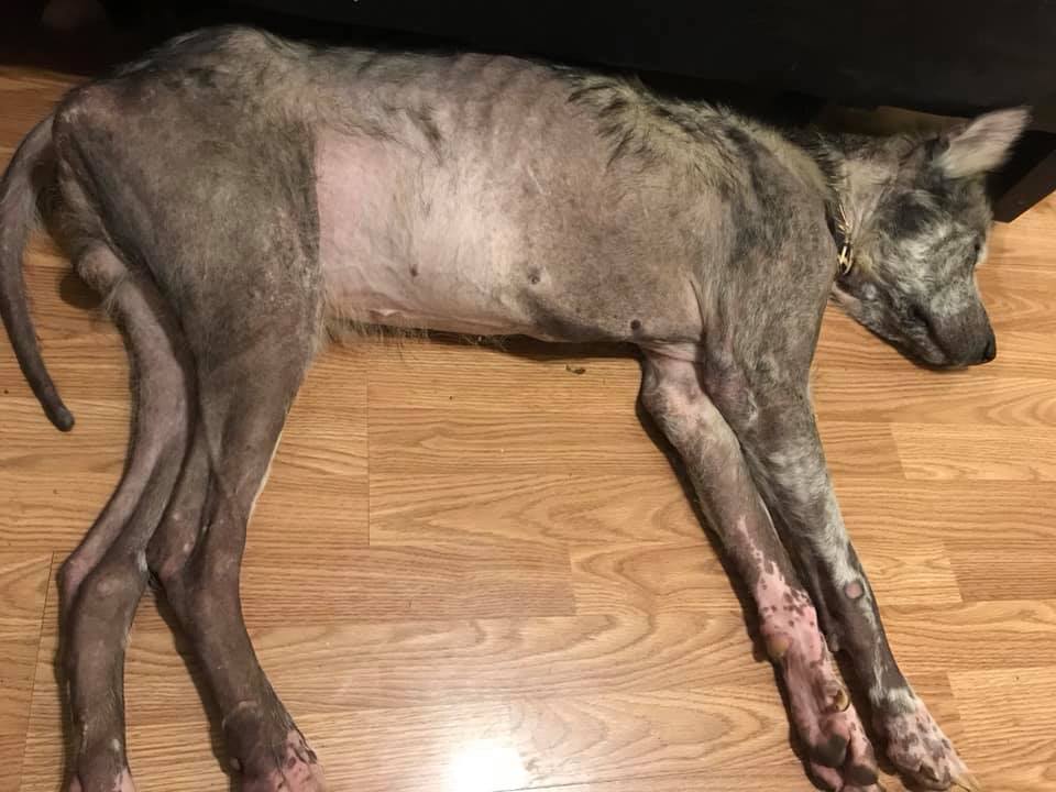 neglected dog recovery